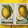 J. C. Volkamer. The Book of Citrus Fruits 5