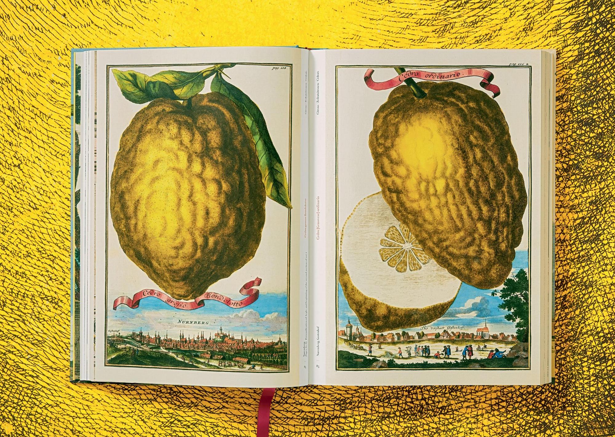 J. C. Volkamer. The Book of Citrus Fruits 5
