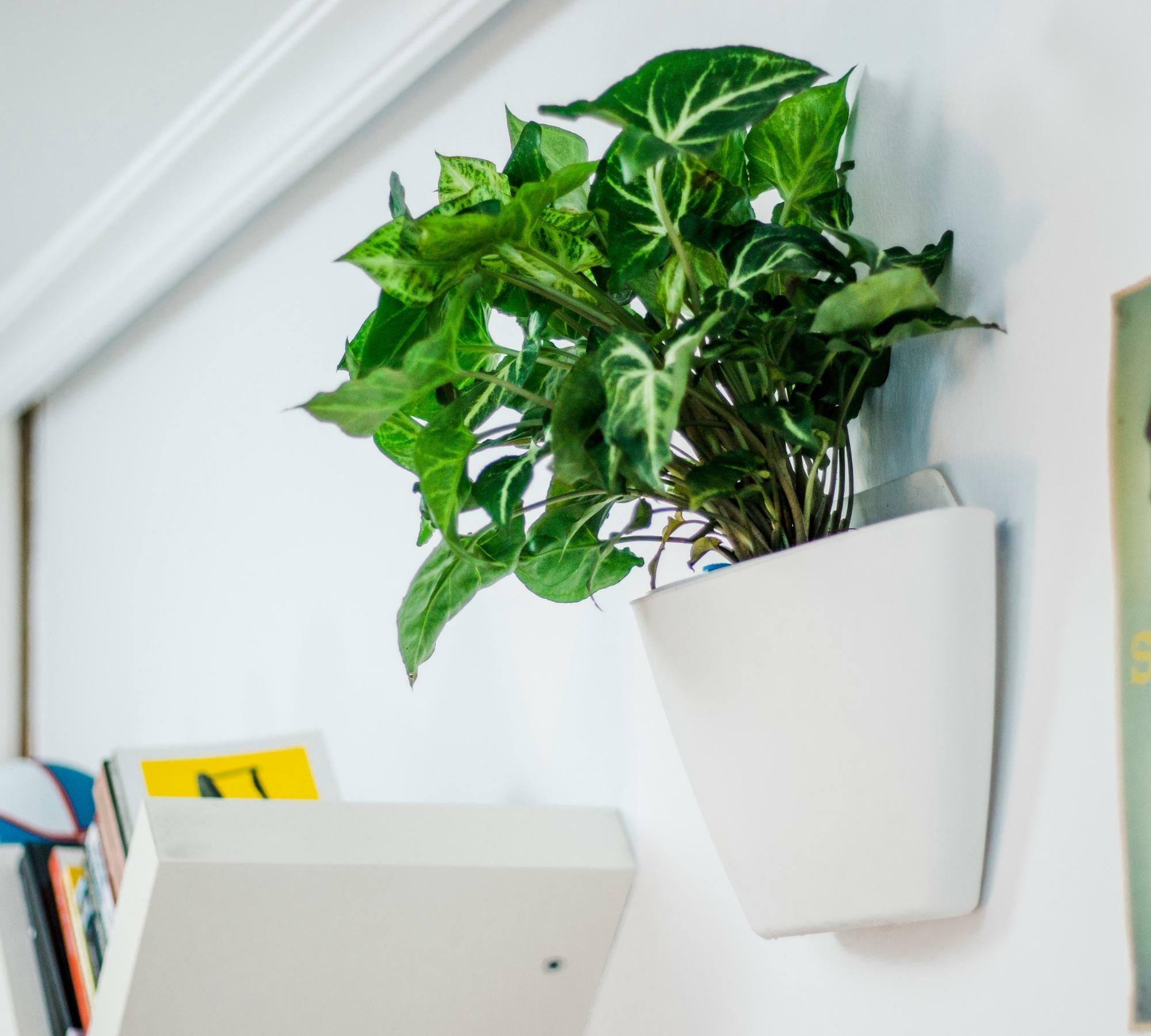 3x Wall flower pot with self-watering White 5