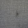 Noa Sofa 3-Sitzer Velour Matt Amber 7