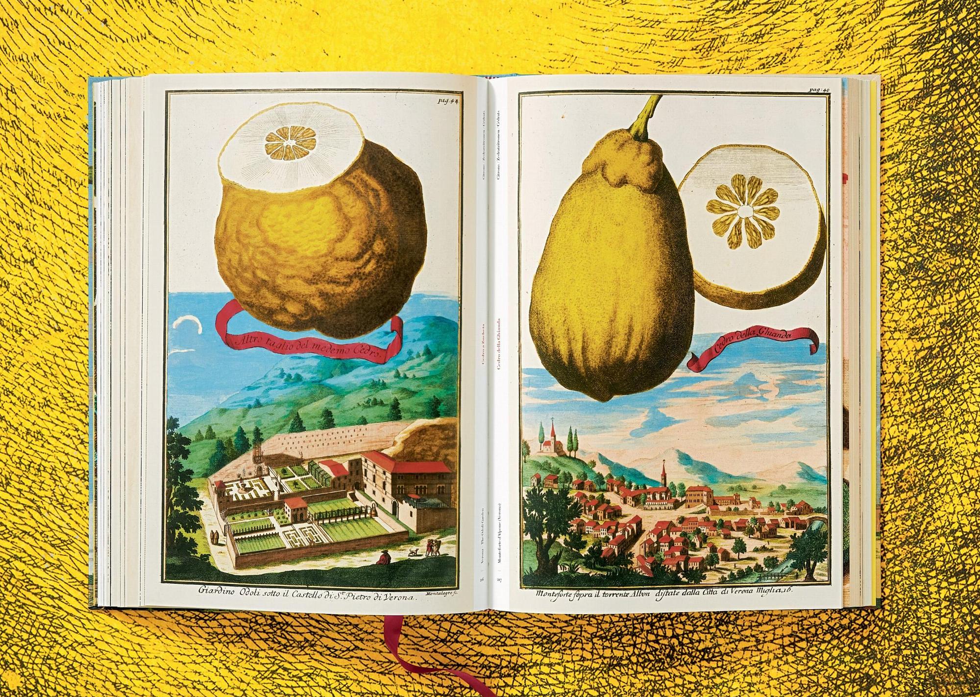 J. C. Volkamer. The Book of Citrus Fruits 9