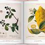 A Garden Eden. Masterpieces of Botanical Illustration. 4