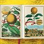 J. C. Volkamer. The Book of Citrus Fruits 6