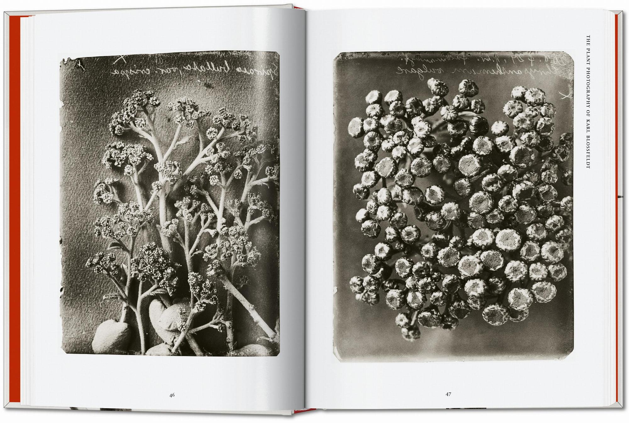Karl Blossfeldt. The Complete Published Work. 45th Ed. 3