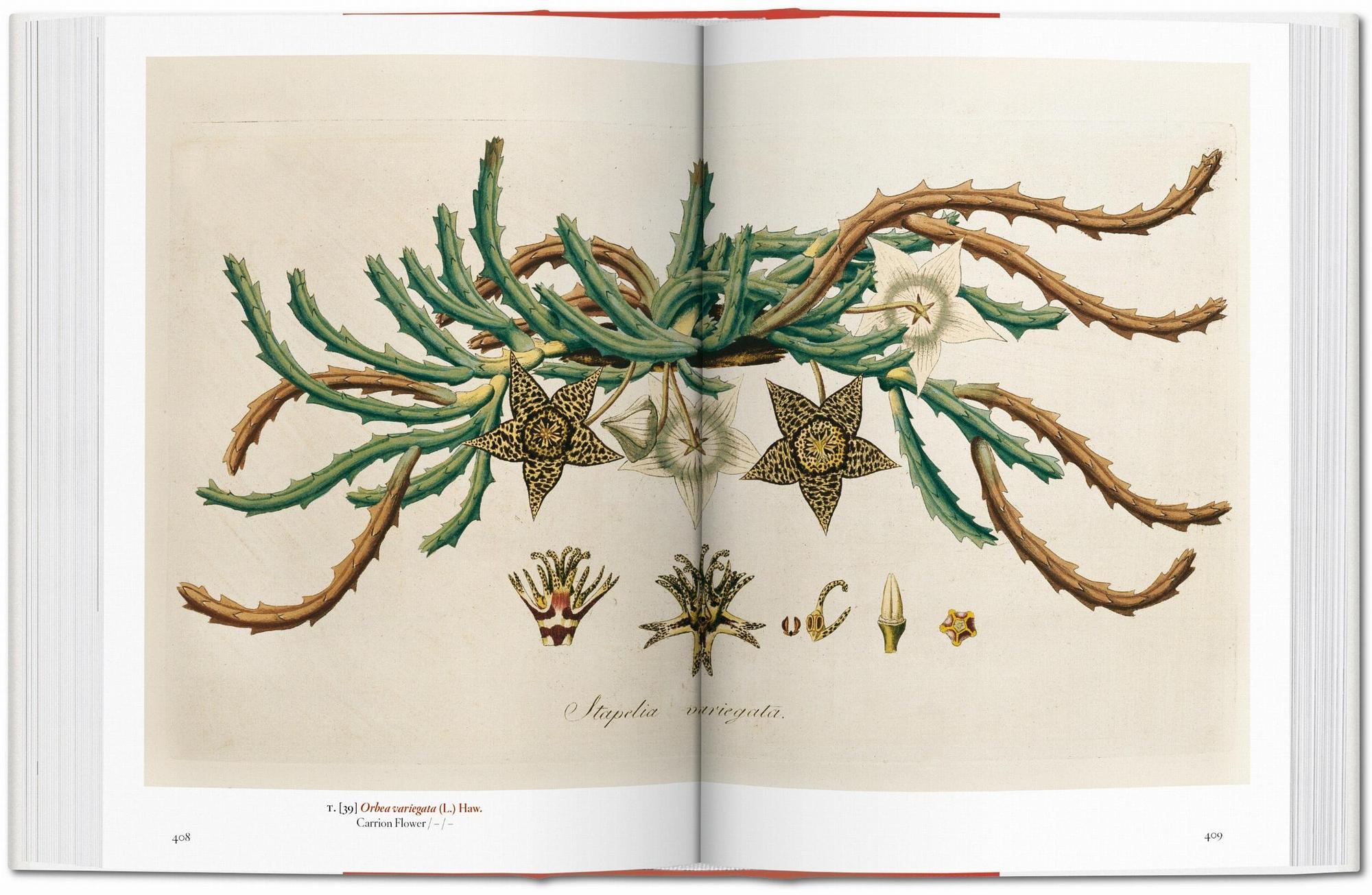 A Garden Eden. Masterpieces of Botanical Illustration. 5