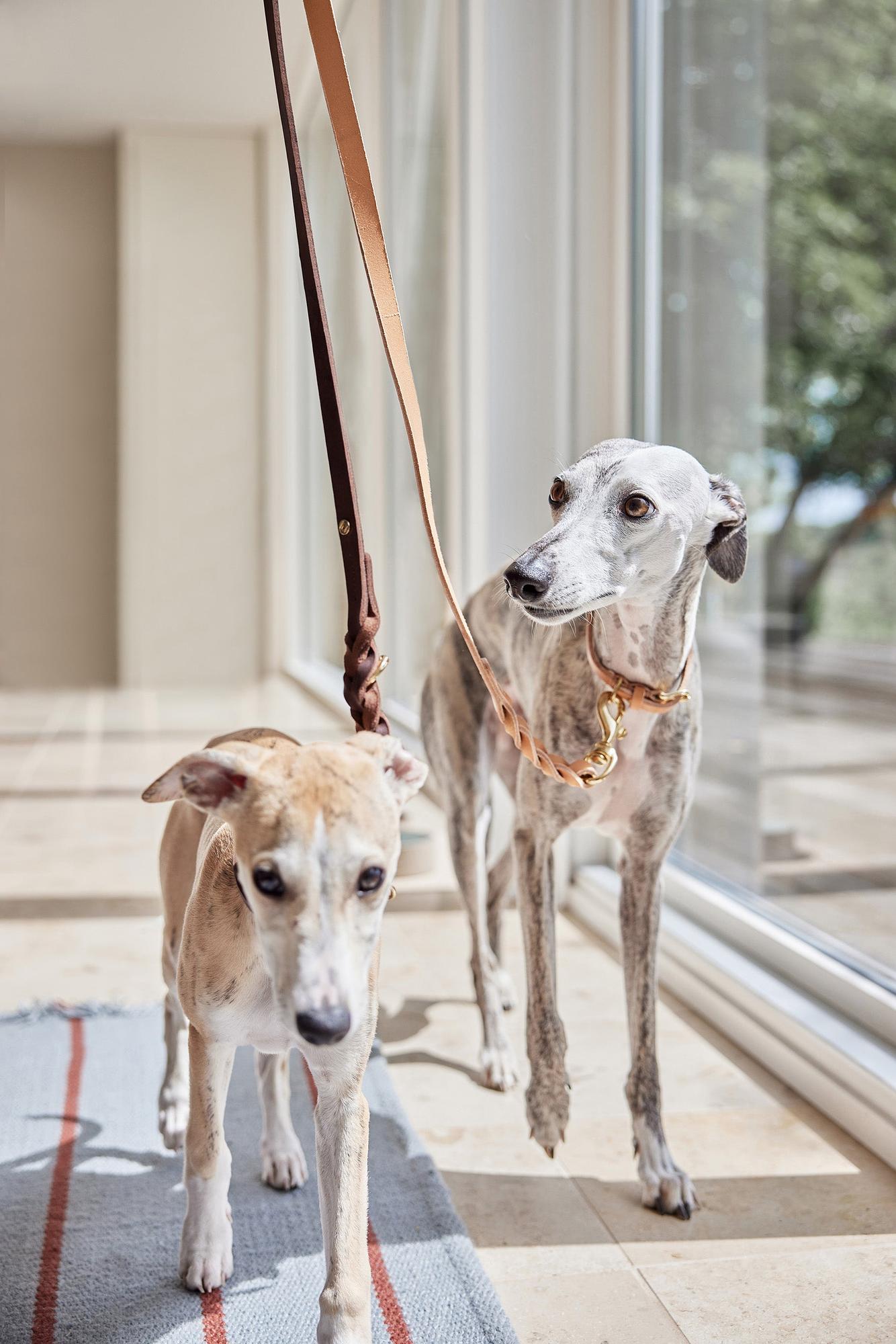 Robin Guinzaglio per cani in pelle marrone 3