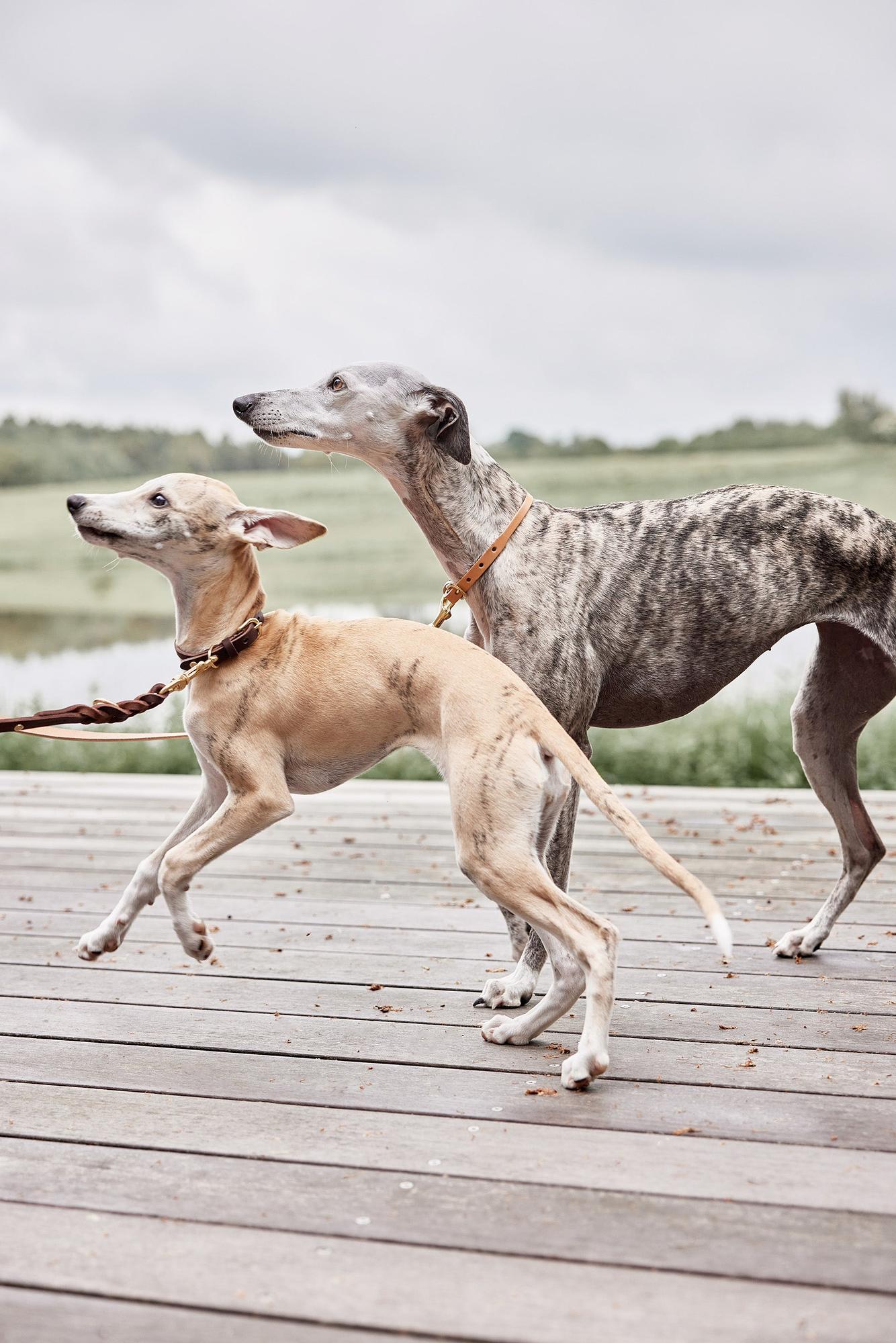 Robin Guinzaglio per cani in pelle marrone 1