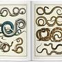 Seba. Cabinet of Natural Curiosities 5