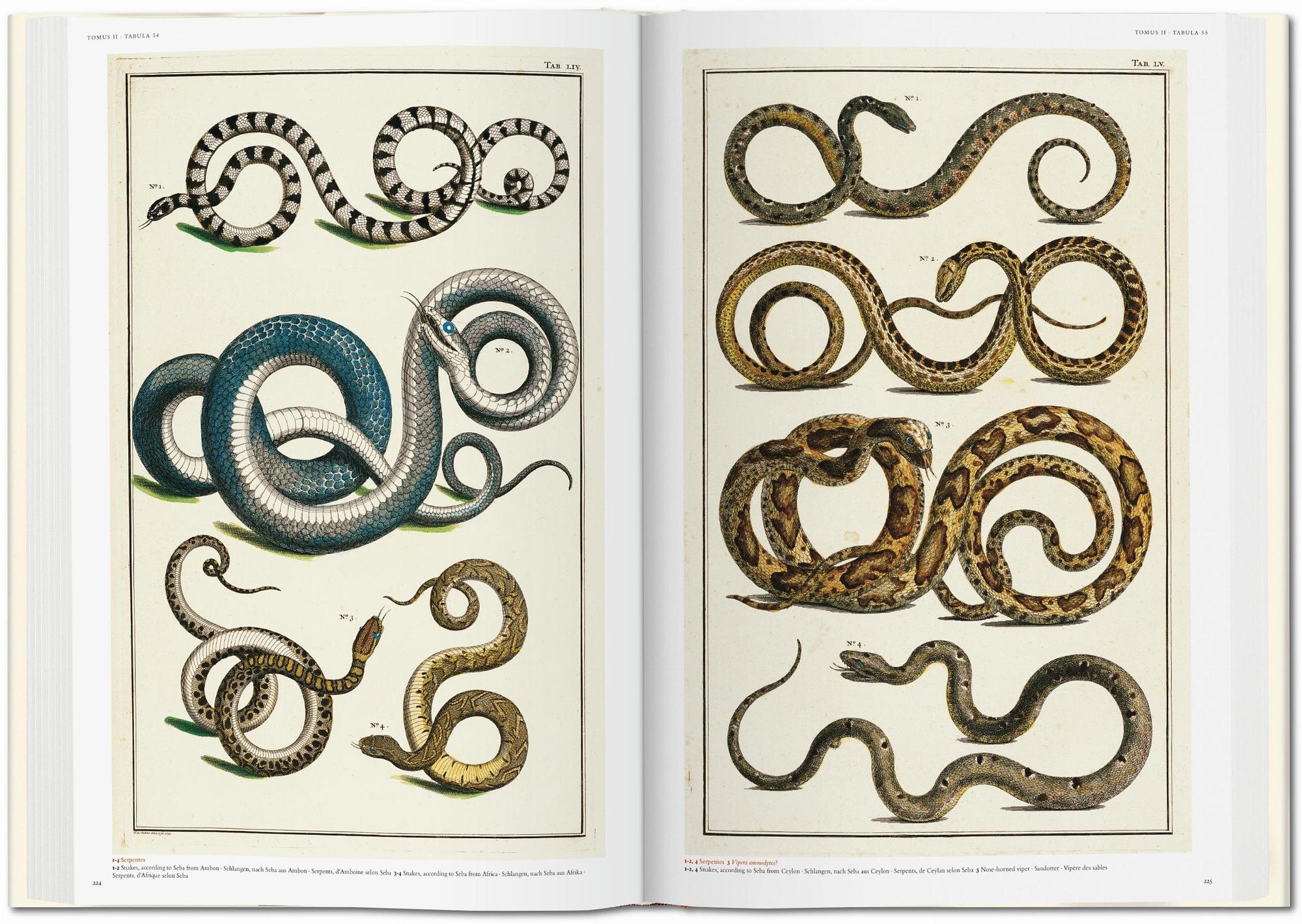 Seba. Cabinet of Natural Curiosities 5