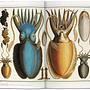 Seba. Cabinet of Natural Curiosities 6