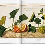 A Garden Eden. Masterpieces of Botanical Illustration 4