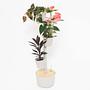 Design Award: Pine wood planting system automatic watering 0