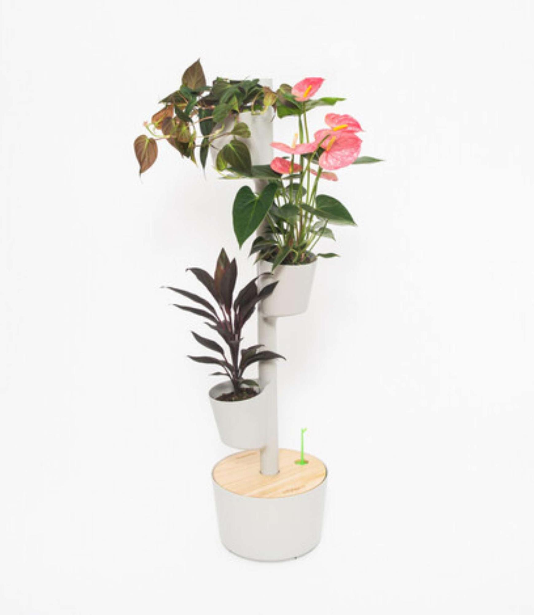Design Award: Pine wood planting system automatic watering 0
