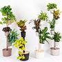 Design Award: Pflanzensystem Kiefernholz Autom. Bewässerung 2
