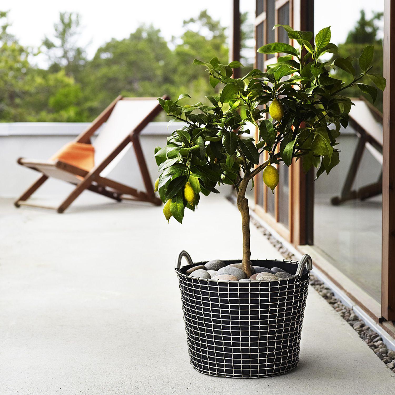 Classic 24 Korb Edelstahl Silber 3