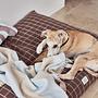 Kaya Dog Blanket Large Polyester Cream 1
