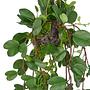Artificial plant Bauhinia TypeB Polyethylene Green Black 1