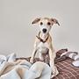 Kaya Dog Blanket Large Polyester Cream 3