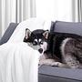Leepy Kuscheldecke Polyester Weiß 130 x 180 cm 3