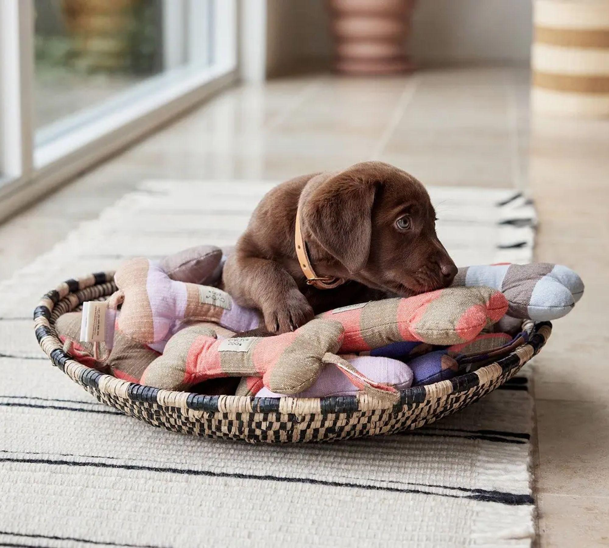 Ashi Hundespielzeug Polyester Recycelt Mehrfarbig 2