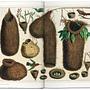 Seba. Cabinet of Natural Curiosities 3