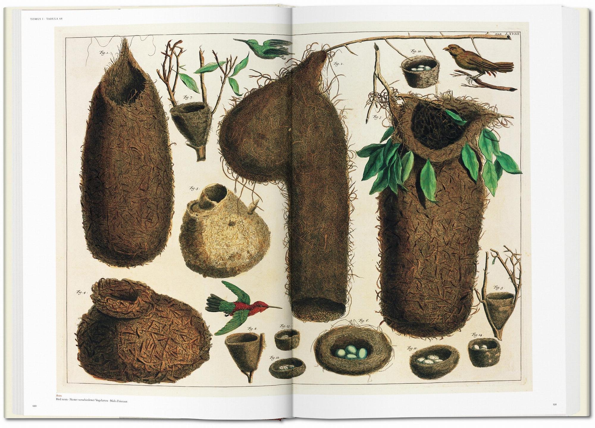 Seba. Cabinet of Natural Curiosities 3