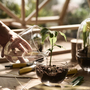 Grow Gewächshaus- Xl Transparent 3