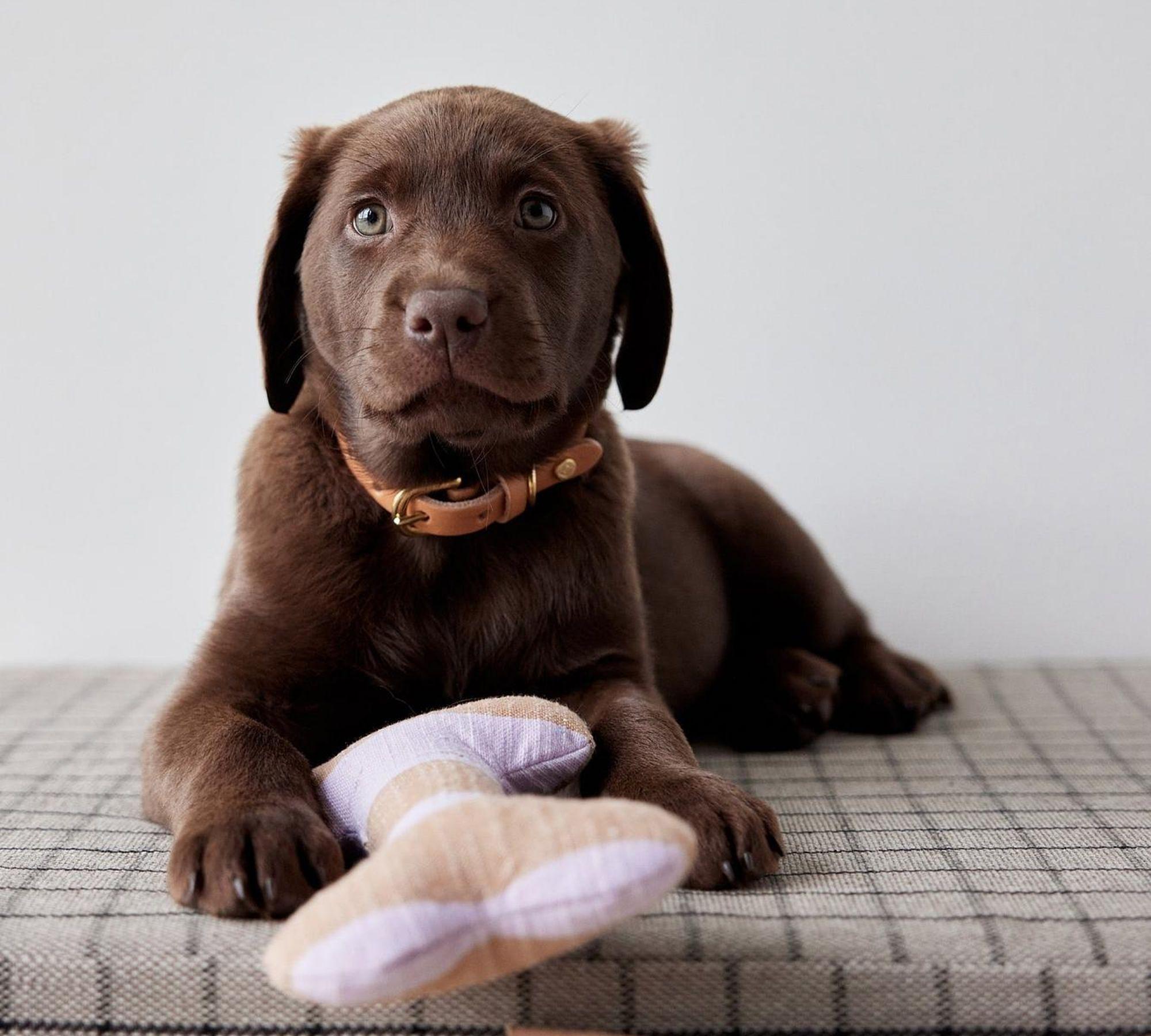 Ashi Hundespielzeug Polyester Recycelt Mehrfarbig 3