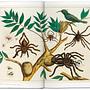 Seba. Cabinet of Natural Curiosities 4