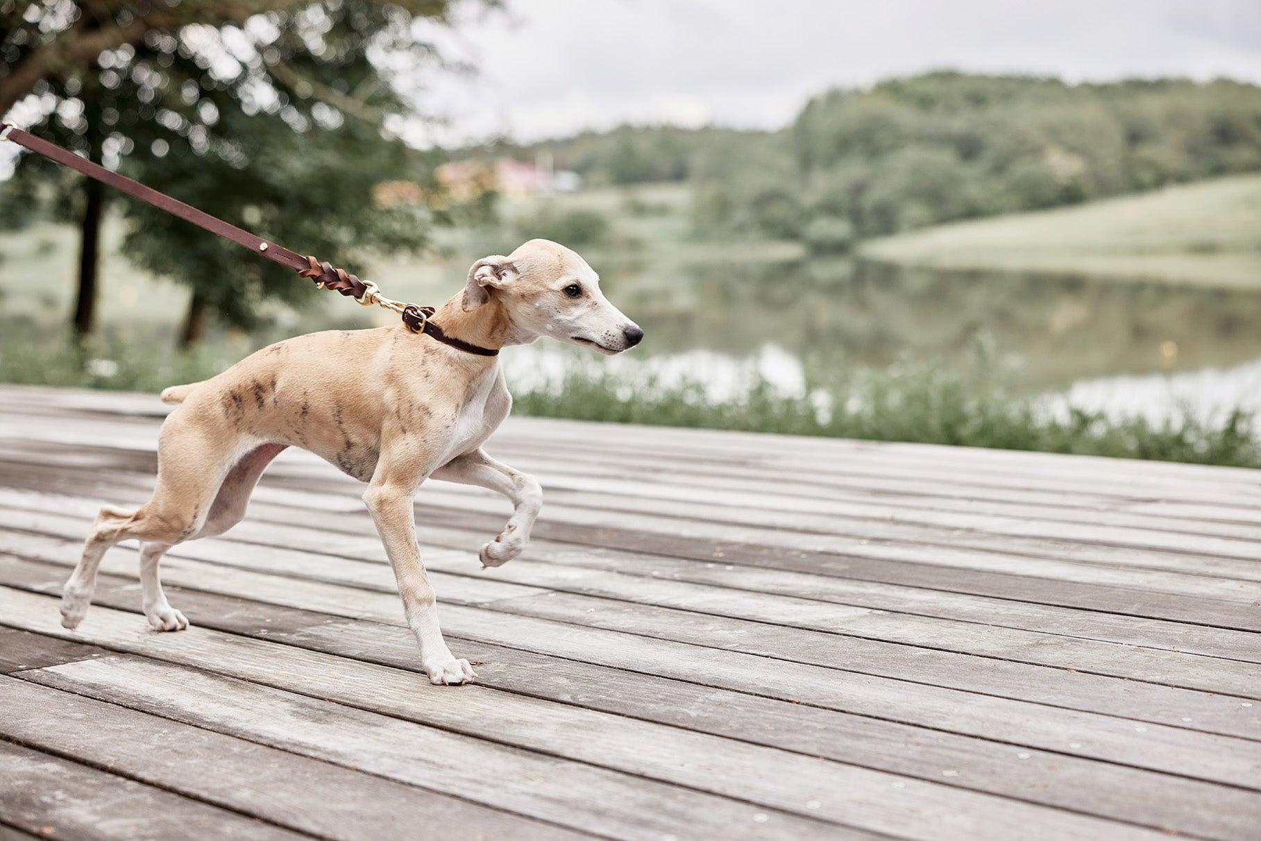 Robin Hundehalsband Leder Braun 3