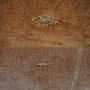 Design-Award-Winning Paula Sofa 2-Sitzer Moss Rust 6