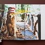 Bruce Weber. The Golden Retriever Photographic Society 6