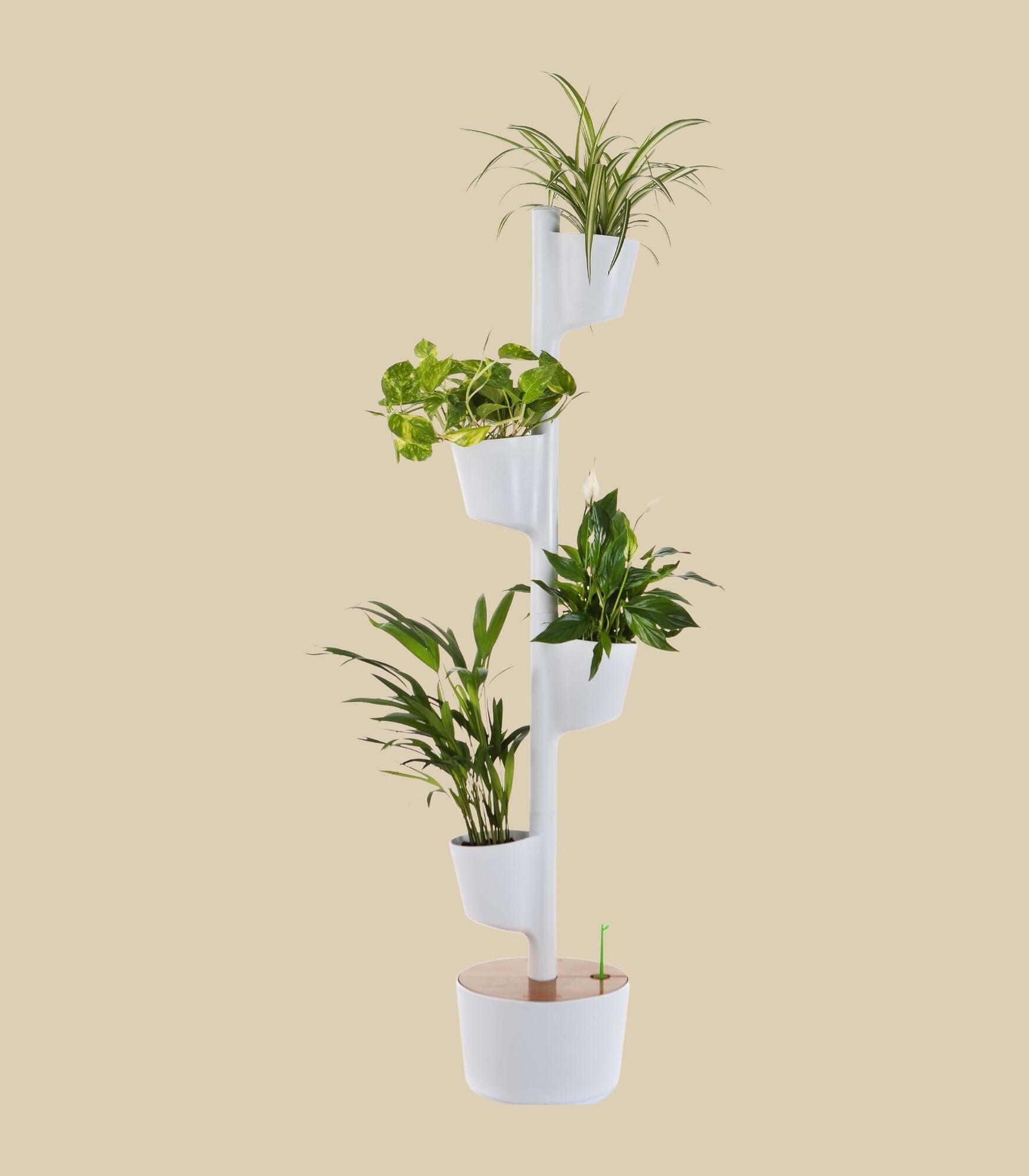 Design Award: Pine wood planting system Automatic watering 2