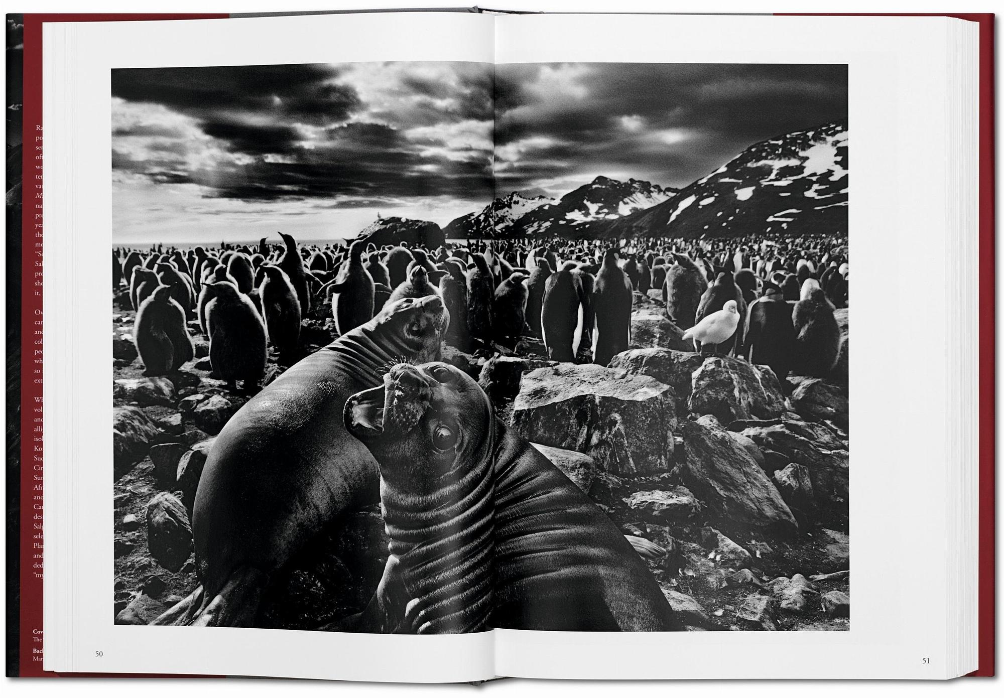 Sebastião Salgado. Genesis 4