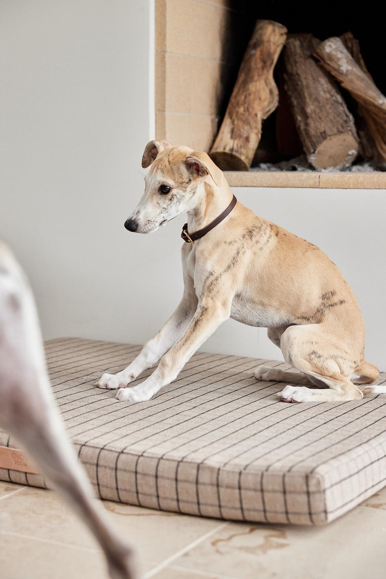 Robin Collare per cani in pelle Marrone cioccolato 3