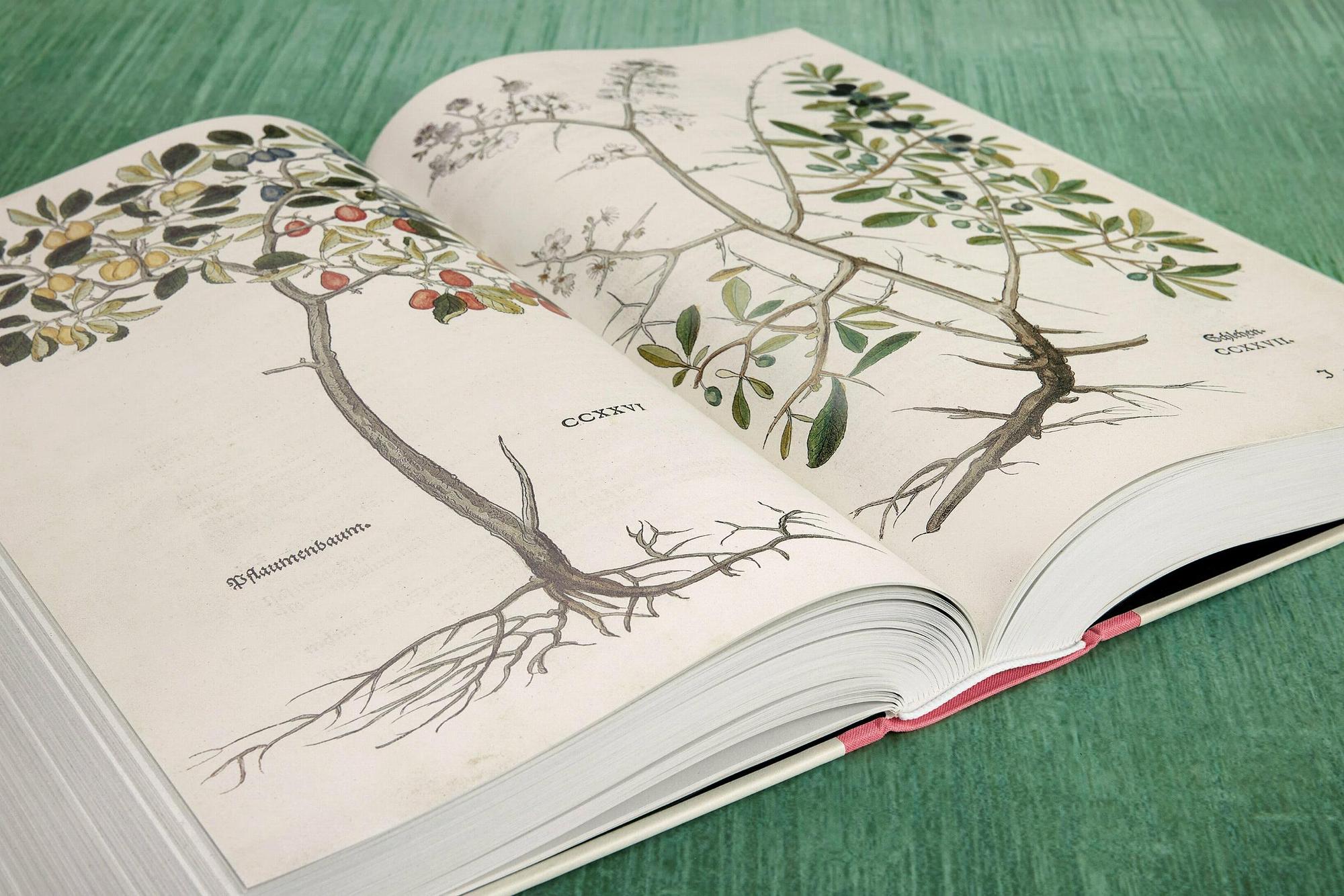 Leonhart Fuchs. The New Herbal 3