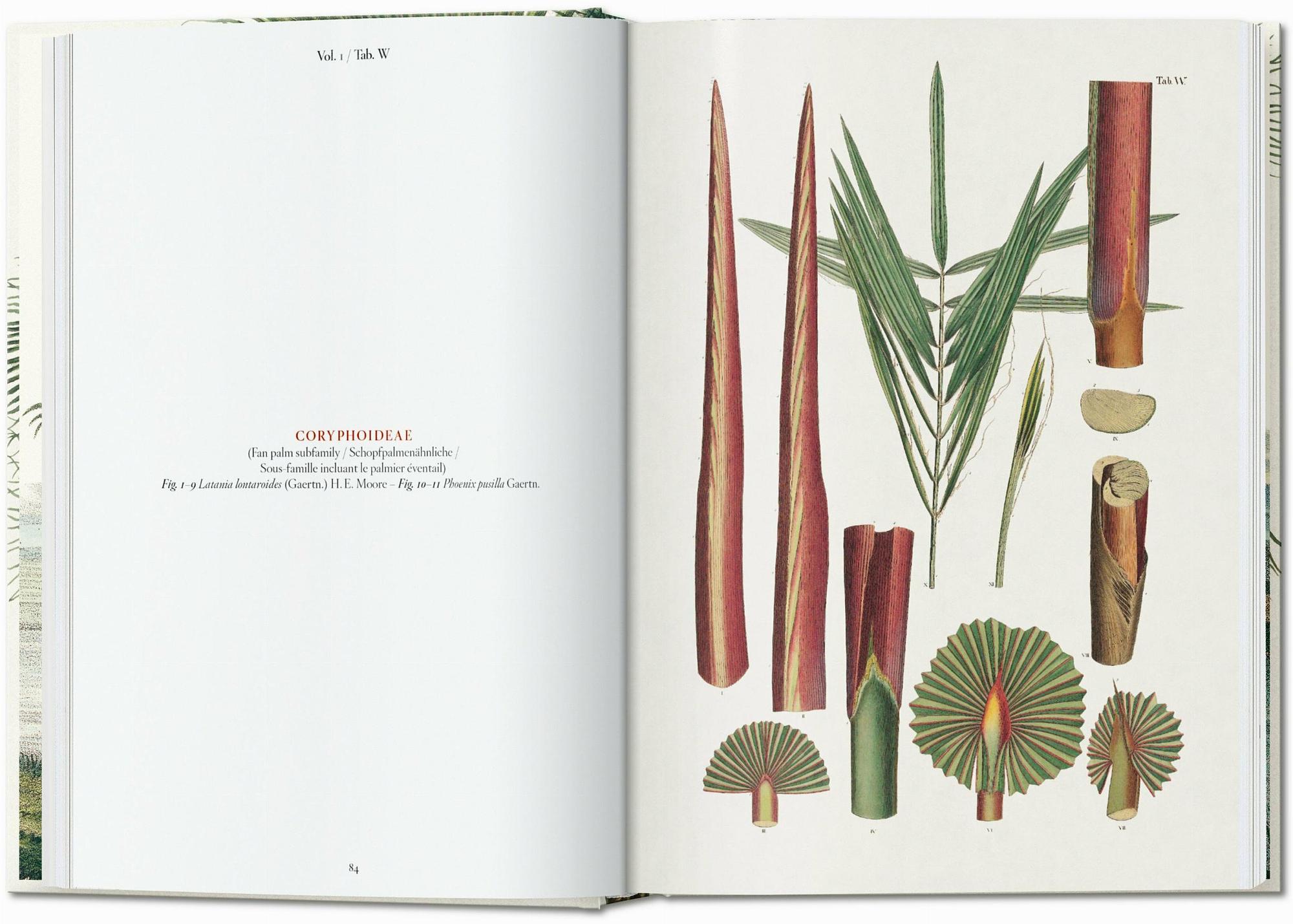 Italian target? No.
    *   Is it possible the user thinks "The Book of Palms" is German? No.

    *   Let's search for this specific book. It's a Taschen book. Taschen is a German publisher.
    *   The title is often listed as: "Martius. Das Buch der Palmen".
    *   The user provided: " 3