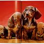 Walter Chandoha. Dogs. Photographs 1941–1991 4