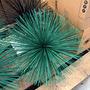 Prickle Polspotten Green 1