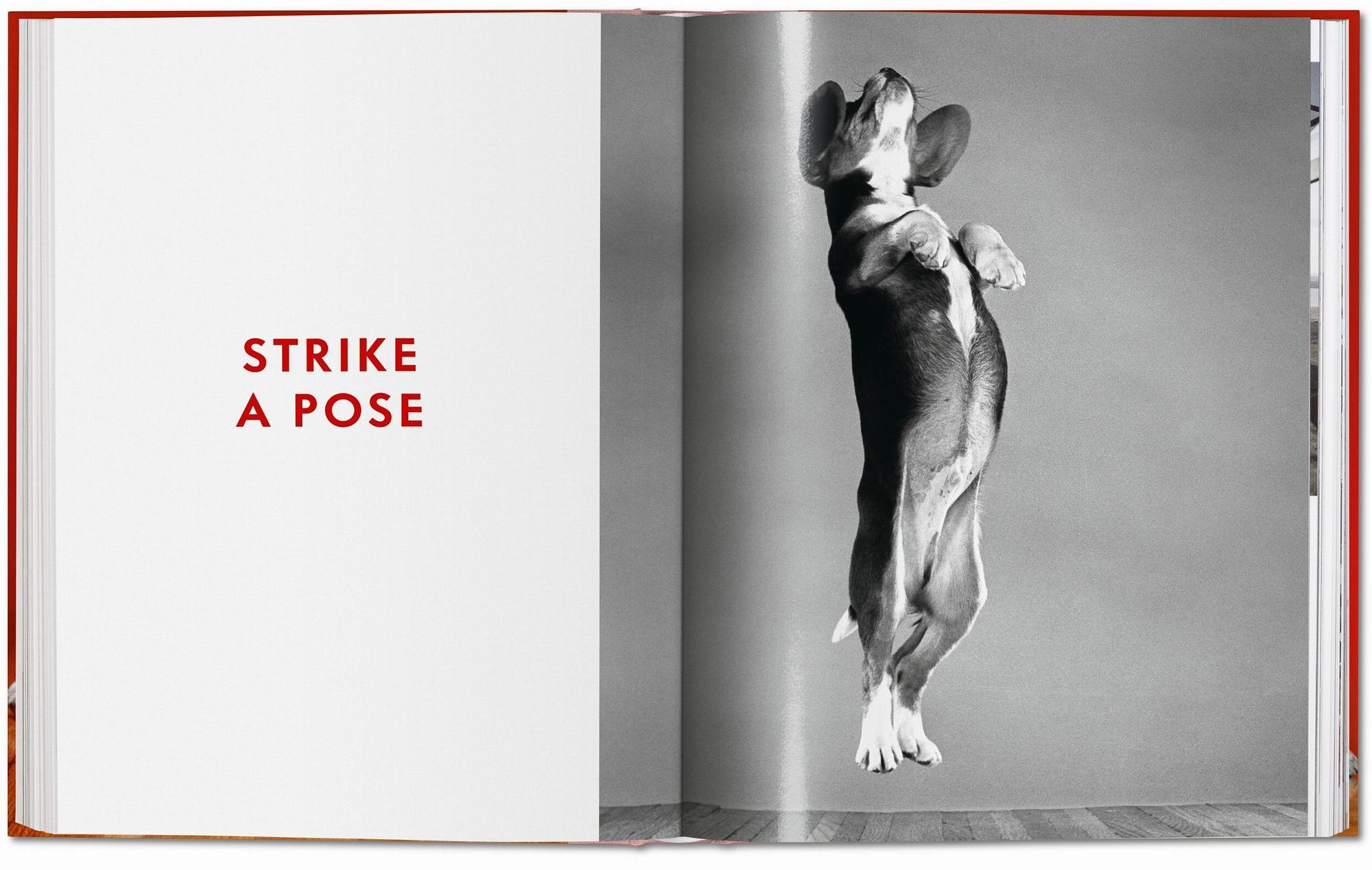 Walter Chandoha. Dogs. Photographs 1941–1991 7