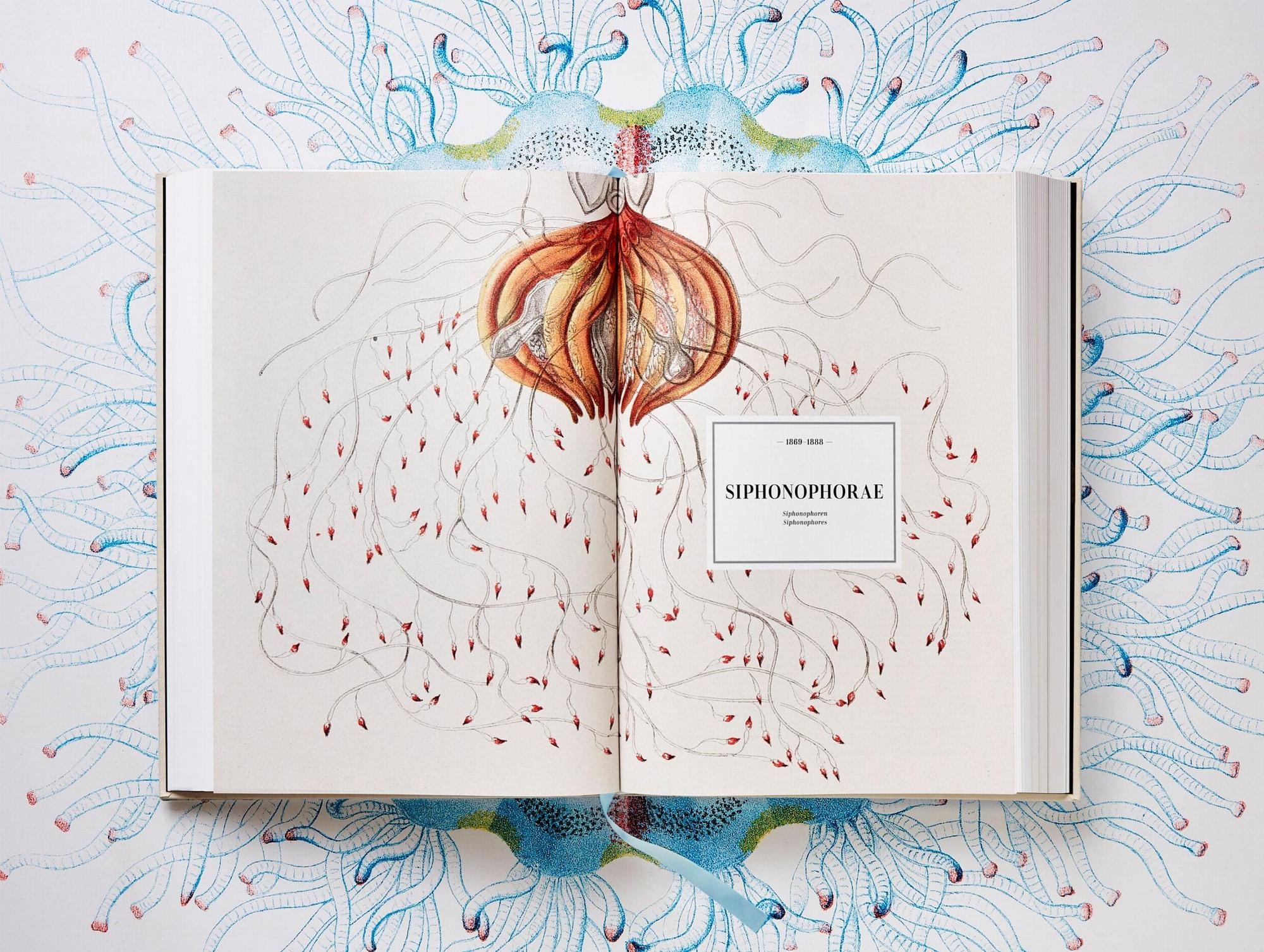 The Art and Science of Ernst Haeckel 5