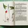Leonhart Fuchs. The New Herbal 9