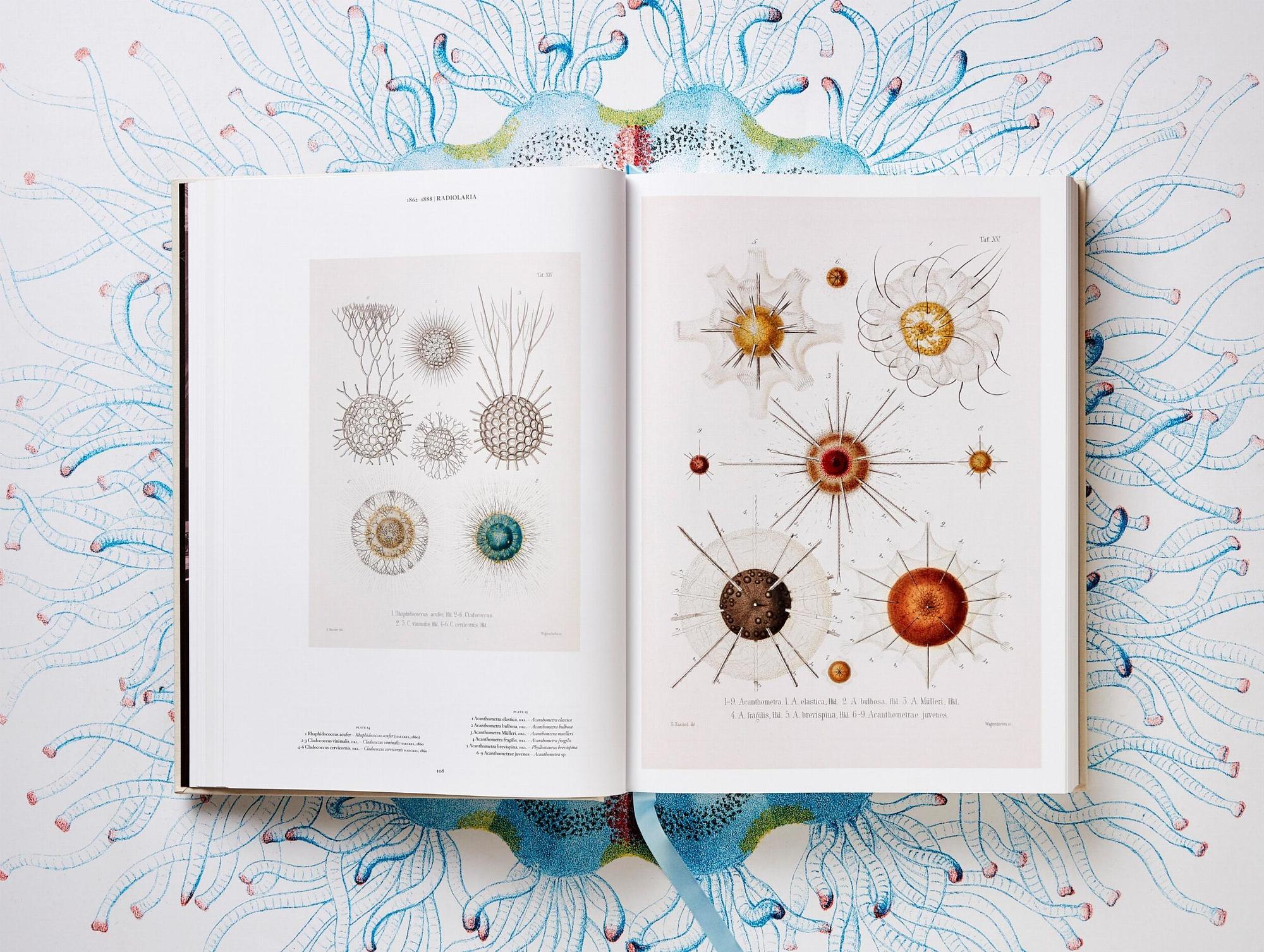 The Art and Science of Ernst Haeckel 4