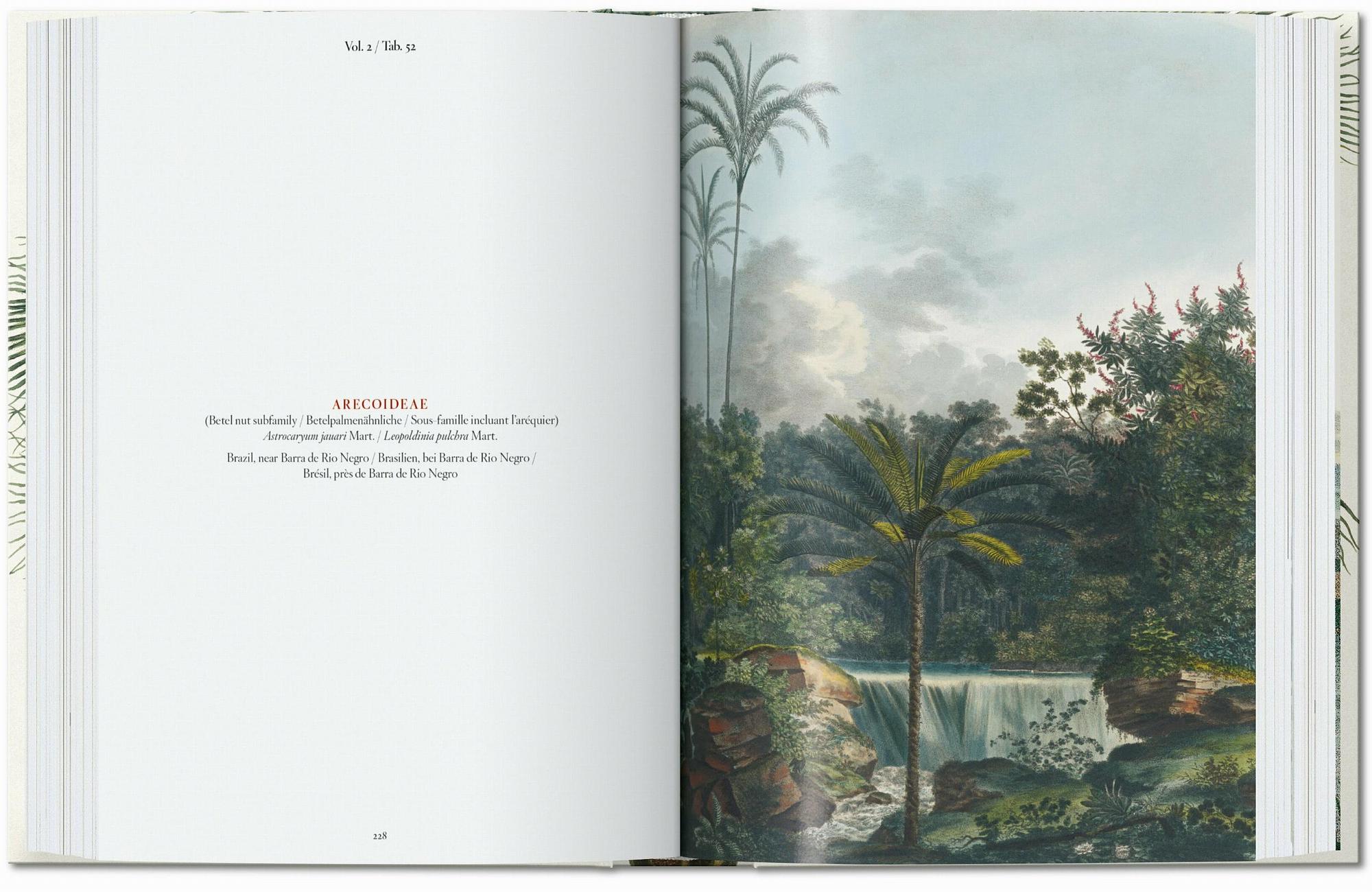 Italian target? No.
    *   Is it possible the user thinks "The Book of Palms" is German? No.

    *   Let's search for this specific book. It's a Taschen book. Taschen is a German publisher.
    *   The title is often listed as: "Martius. Das Buch der Palmen".
    *   The user provided: " 5