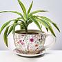 Pflanztasse Blumendekor PLANT A CUP Dolomit Mehrfarbig 2