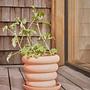 Awa Blumentopf Outdoor Terrakotta Braun Ø31cm 0