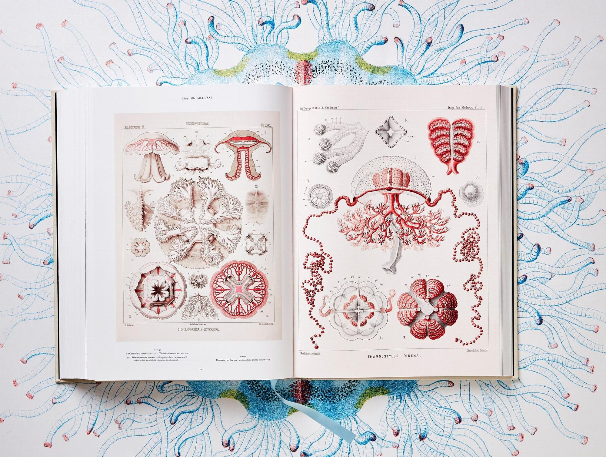 The Art and Science of Ernst Haeckel 8