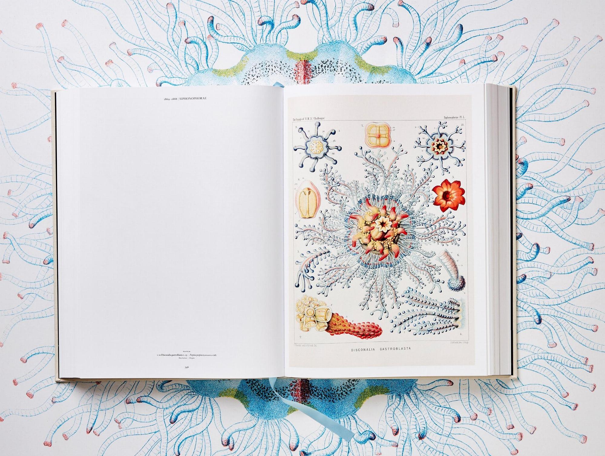 The Art and Science of Ernst Haeckel 6