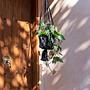 Macrame Plant Hanger Black 1